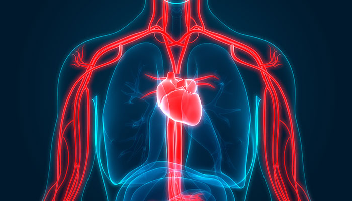 Image of lungs and heart