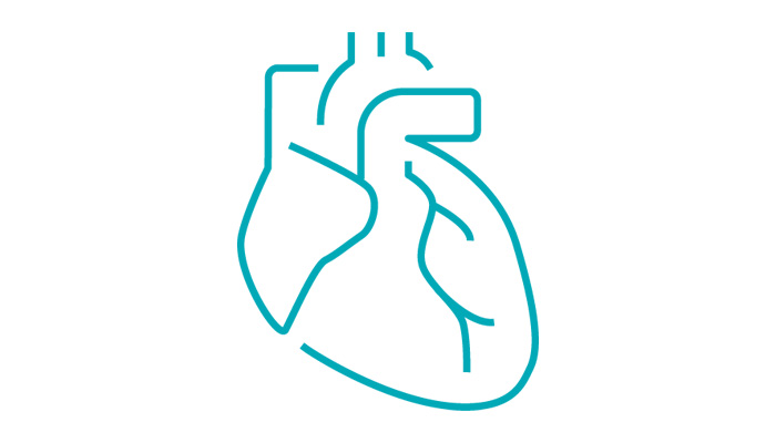 stylized graphic depiction of a human heart