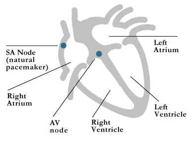 Figure 1: normal conduction system