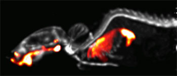 99mTc-MDP mouse bone scan