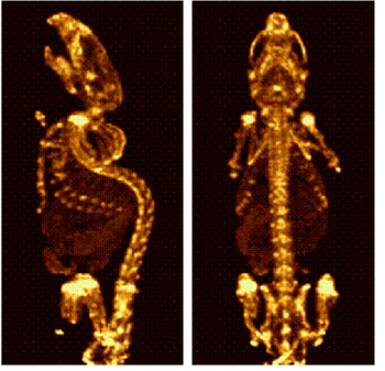 99mTc-MDP mouse bone scan
