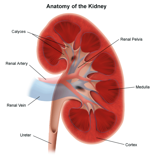 Anatomy of a Kidney