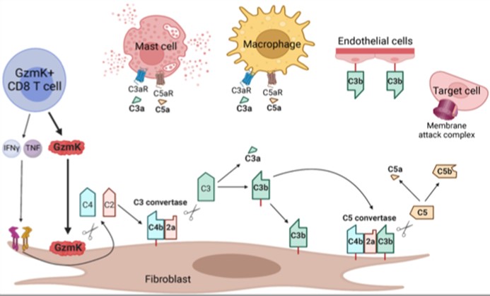 (Figure) Granzyme K (GzmK) CD8 T cells are the dominant tissue CD8 T cell phenotype in inflamed tissues. They drive a newly identified pathway of tissue complement activation.