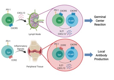 (Figure) Tfh cells (upper) and Tph cells (lower) panels.